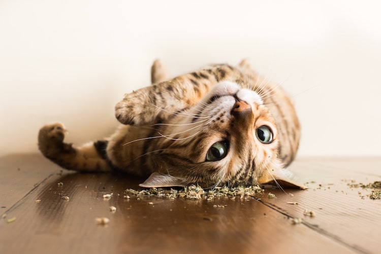 4 Ways my cats affect me Psychologically 4 Ways my cats affect me Psychologically