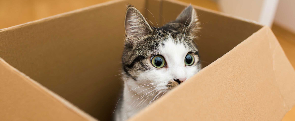 Why Your Cat Loves Boxes Kattak