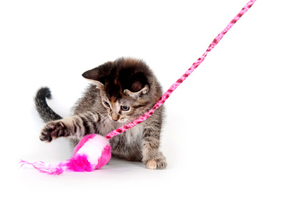 cats and stings