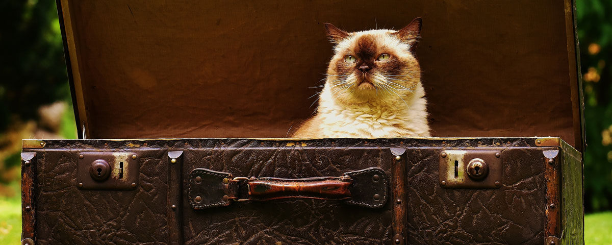 Thinking of giving your cat away? 4 reasons why you should reconsider