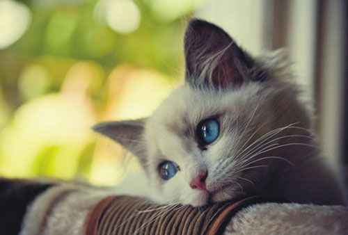 Cats enjoy being on their own