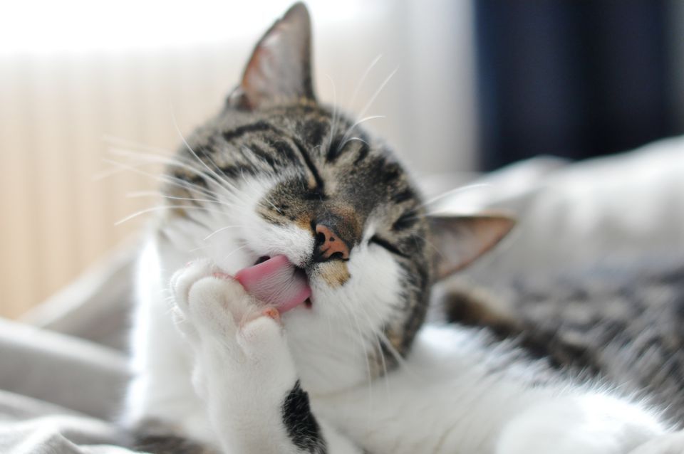 cat Self-grooming