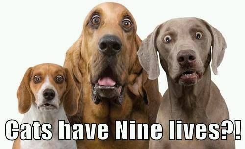 Cats have 9 lives